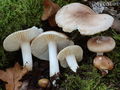 Hygrophorus arbustivus